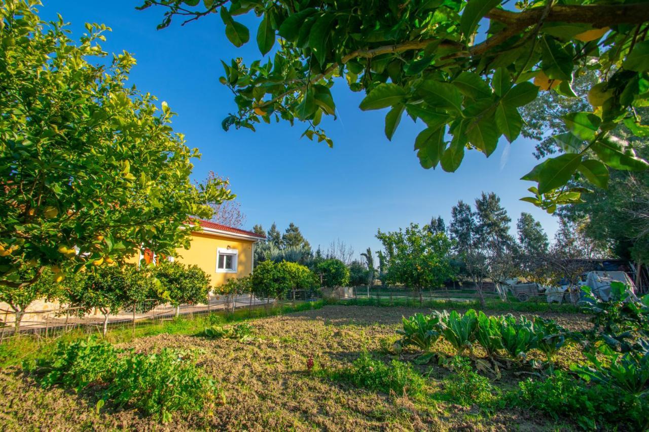 Loukas Farm House Áyios Kírikos Екстериор снимка